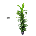 4 Pieces Artificial Variegated Dracaena Tower (150 cm)