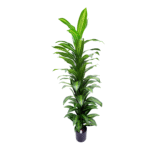 4 Pieces Artificial Variegated Dracaena Tower (170 cm)