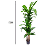 4 Pieces Artificial Variegated Dracaena Tree (170 cm)