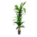 4 Pieces Artificial Variegated Dracaena Tree (170 cm)