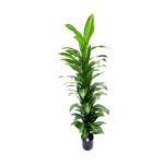4 Pieces Artificial Variegated Dracaena Tree (190 cm)