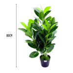 Quantity 6 Pieces per Set Height 80 cm Plant Variety Variegated Croton