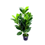 Quantity 6 Pieces per Set Height 80 cm Plant Variety Variegated Croton