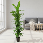 Artificial Variegated Dracaena Tower (150 cm) Set Of 4 Pieces